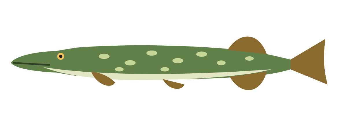 Illustration d’un brochet