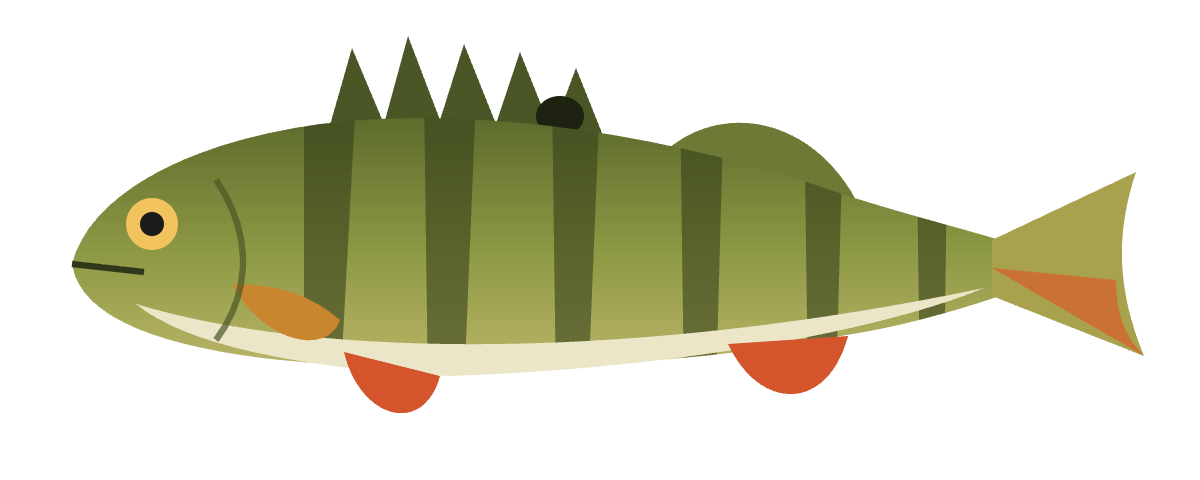 Illustration d’une perche