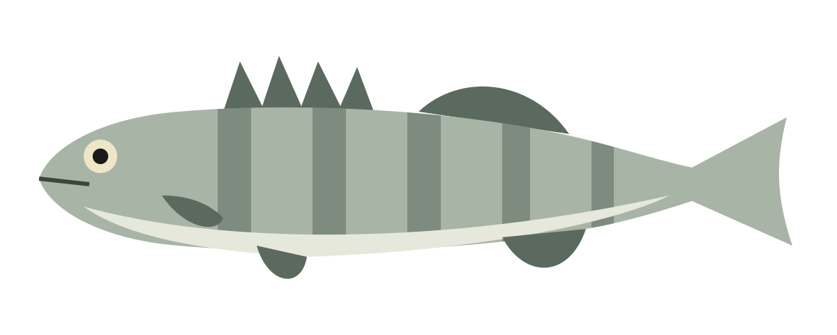 Illustration d’un sandre