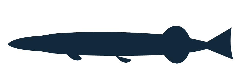 Silhouette de brochet