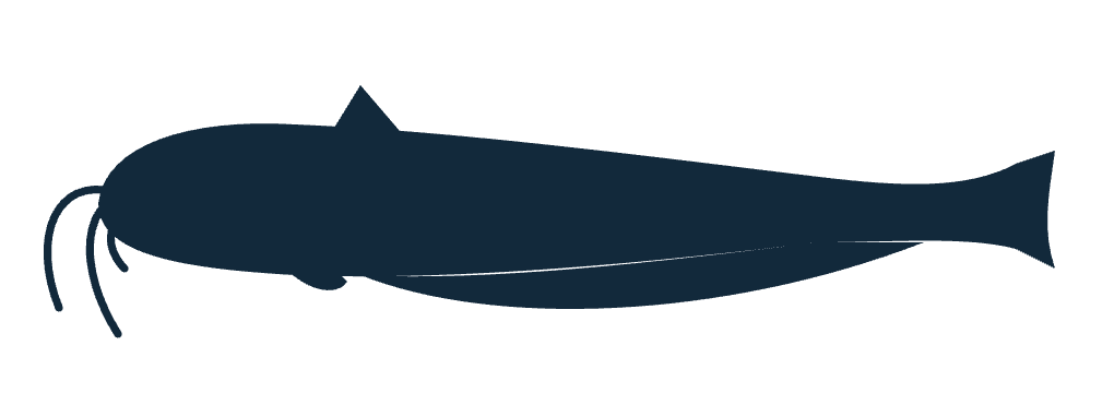 Silhouette de silure