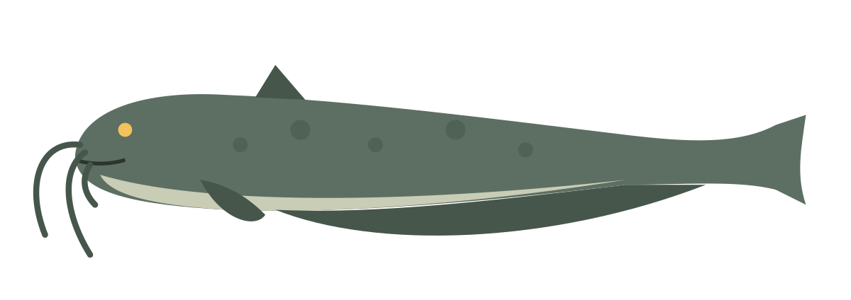 Illustration d’un silure